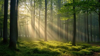 Thick forest
