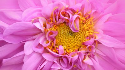 Pink Dahlia, Macro, Pink aesthetic, 5K, Bloom, Pink flower, Closeup Photography