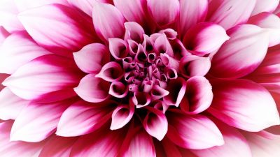 Pink Dahlia, Closeup, Macro, Blossom, 5K