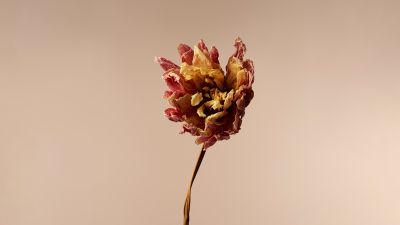 Dahlia flower, Minimalist, 5K, Xiaomi, Stock, Beige
