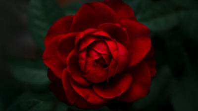 Velvet Rose, 8K, Rose Petals, Red Roses, 5K, Closeup Photography