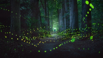 Mystical Forest, Fireflies, Night photography, Glowing, Light, Netherlands