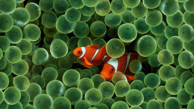 OS X Leopard, Clownfish, Mac OS X, Stock, 5K