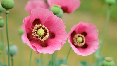 OS X Lion, Poppies, Mac OS X, Stock, 5K, Poppy flowers