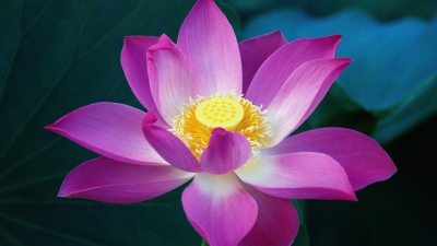OS X Lion, Lotus flower, Pink flowers, Water Lily, Mac OS X, Stock, 5K