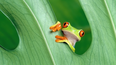 OS X Mountain Lion, Frog, Green leaf, Mac OS X, Stock, 5K
