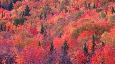OS X Mountain Lion, Autumn Forest, Trees, Foliage, Mac OS X, Stock, 5K, Aerial view