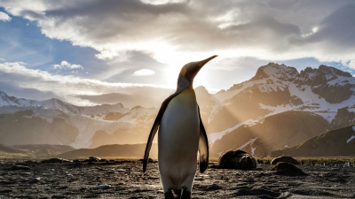 King penguin, Antarctica, Golden hour, Sunflare, Glacial, Snow covered, Mountains, 5K