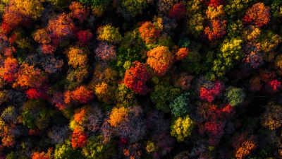 Fall Foliage, Aerial view, Autumn colors, Vibrant, Autumn Forest, 5K