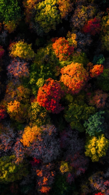 Fall Foliage, Aerial view