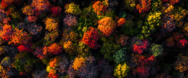 Fall Foliage, Aerial view, Autumn colors, Vibrant, Autumn Forest, 5K